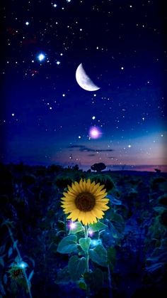 a sunflower in the middle of a field under a night sky filled with stars