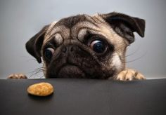 a pug dog looking over a table with a peanut on it's side