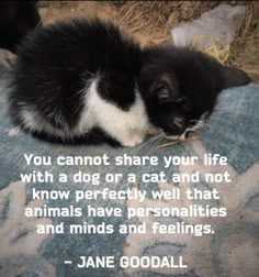 a black and white cat laying on top of a blanket next to a quote from jane goodall