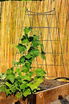 a plant growing out of a wooden box