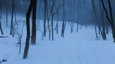 a snowy path in the woods with trees on both sides and snow covered ground behind it