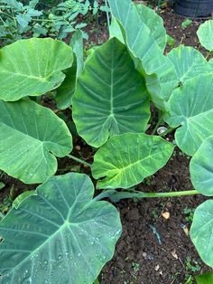 large green leaves are growing in the dirt