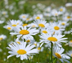 many white and yellow flowers in the grass