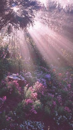 the sun is shining through the trees and flowers