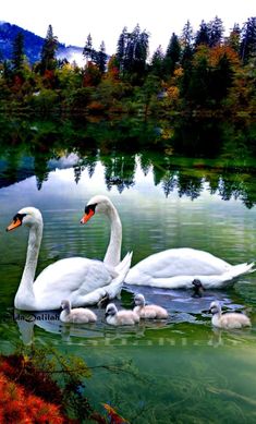 three white swans swimming in the water with their young ones near by on a fall day