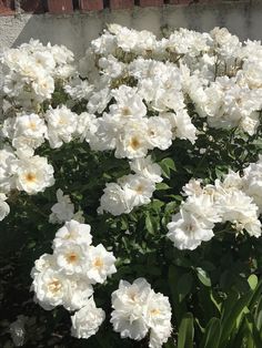 many white flowers are growing in the garden