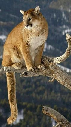 a mountain lion sitting on top of a tree branch