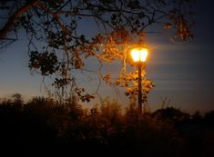 a street light sitting next to a tree at night