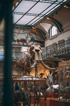 a museum filled with lots of different types of animals