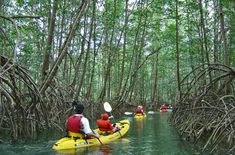 three people in yellow kayaks paddling through the mangroves on a sunny day