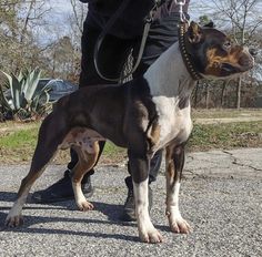 a dog is standing next to a man in black pants and a leash on the street