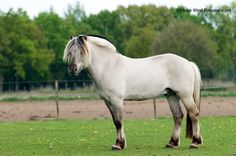 a white horse standing on top of a lush green field