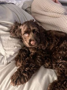 a brown dog laying on top of a bed next to a person in a white shirt