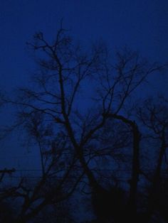 the moon is setting behind some bare trees