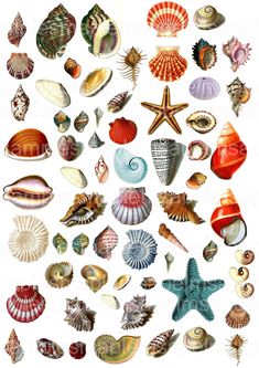 an assortment of seashells and starfish are shown in this illustration from the book,