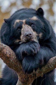 a large black bear sitting on top of a tree branch with its paws in the air