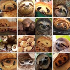 many different pictures of sloth or chocolate croissants with caption that reads, what do you think?