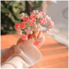 a person's hand holding small pink and white flowers