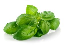 fresh basil leaves on a white background