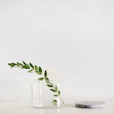 a plant in a glass vase next to a rock on a white countertop with a small round object beside it