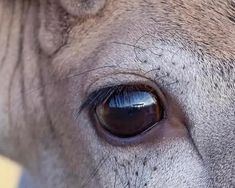 an eye view of a horse with blue eyes