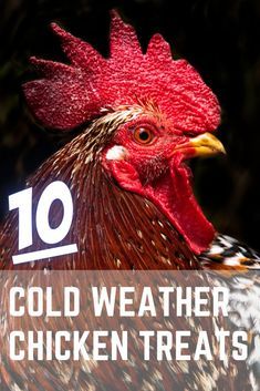 a close up of a rooster with the words 10 cold weather chicken treats on it