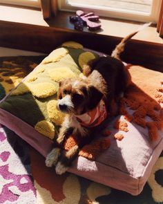 a brown and white dog laying on top of a pillow in front of a window