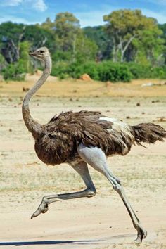 an ostrich is running in the dirt