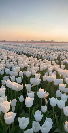 a field full of white tulips at sunset