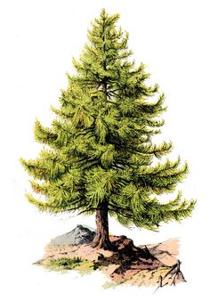 a drawing of a pine tree on a white background