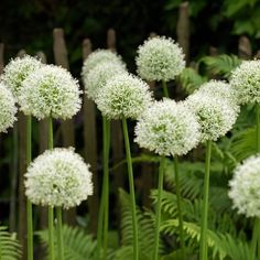 some white flowers and green plants in the grass