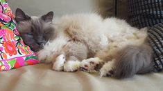 a fluffy cat sleeping on top of a couch next to a colorful pillow and pillows