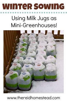 several jugs of milk sitting in the snow with text overlay reading winter sowing using milk jugs as mini - greenhouses