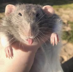 a close up of a person holding a rodent in their hand with it's tongue out