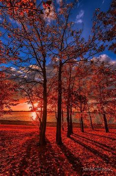 the sun is setting behind some trees with red leaves on them and water in the background