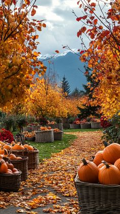 pumpkins in baskets on the ground surrounded by trees with orange leaves and mountains in the background