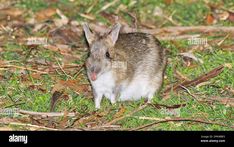 a small brown and white animal standing on top of grass covered ground with leaves around it - stock image