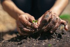 a person holding out their hands to plant a tree in the dirt by jodi jones for stocks