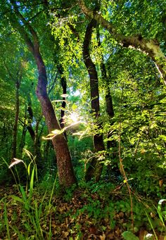 the sun shines through the trees and leaves in this forest scene with tall grass on the ground