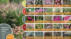 an image of different types of flowers in the wildflowers and grasses identification guide