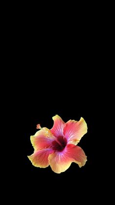 a flower that is sitting in the dark