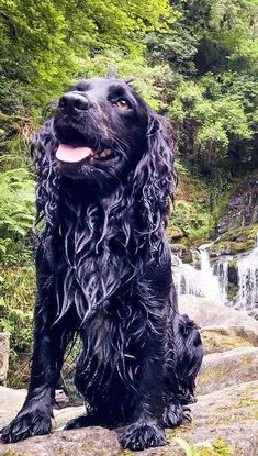 a black dog sitting on top of a rock next to a waterfall