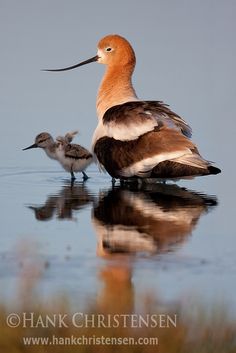 two birds are standing in the water near each other