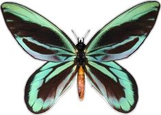 a green and brown butterfly on a white background