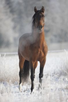 a brown horse standing on top of a snow covered field next to tall grass and trees