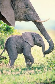 the baby elephant is standing next to an adult elephant