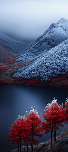 red trees stand in front of a mountain lake