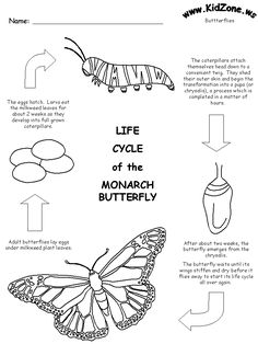 life cycle of the monarch butterfly worksheet for kids to print out and color