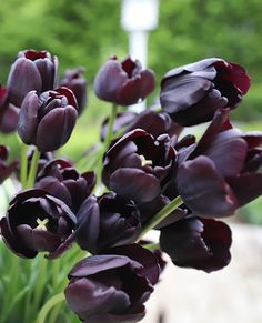 purple tulips are in a vase on a table outside with trees in the background