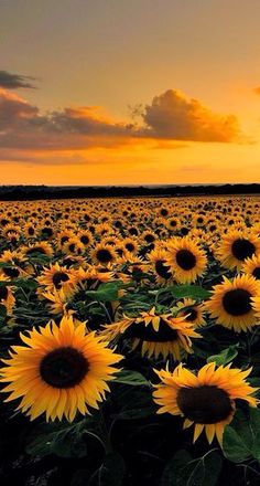 the sun is setting over a large field of sunflowers